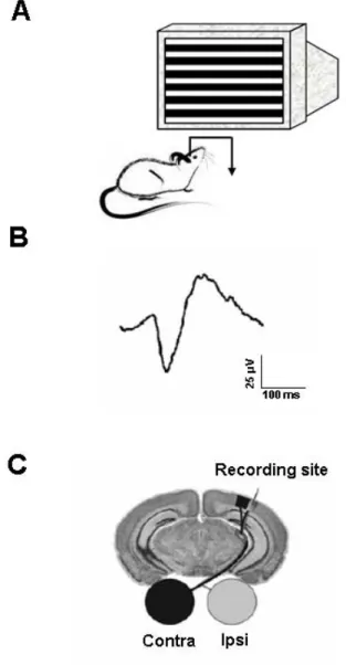 Figure 5. Schematic diagram of the Visual Evoked Potentials (VEPs). A, Visual stimuli are horizontal 