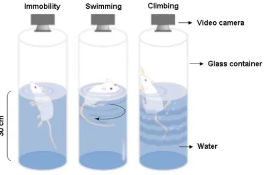 Figure 9. Scheme of the forced swim test. Animals are placed in the apparatus depicted, which is filled up 