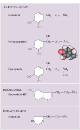 Figure 1. Amine neurotransmitters. The catecholamines, so named because they all share the catechol 