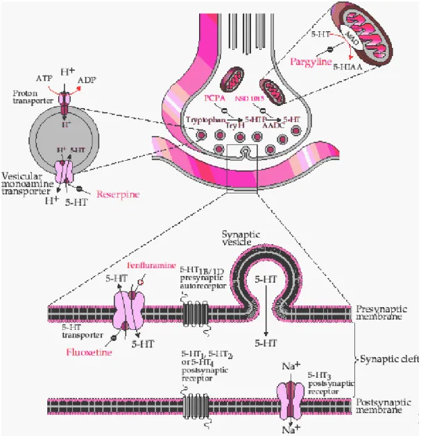 Figure 2. Serotonin synapse. Schematic diagram illustrating the synthesis, metabolism, neurotransmitter 