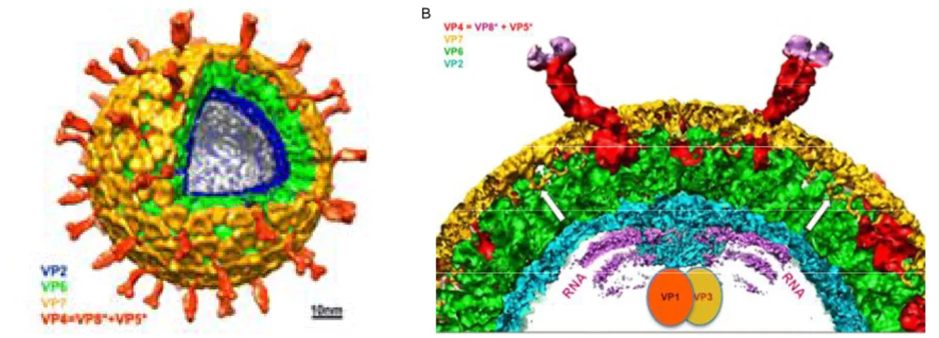 Figure 1: Rotavirus structure determined by cryo-EM. A) Cut-away view of the rotavirus TLP showing the outer layer  (VP7 in yellow and VP4 in red), the middle layer (VP6 in green) and the inner layer (VP2 in blu)