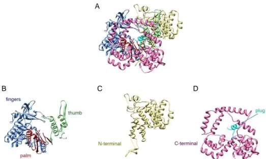 Figure  4:  Structure  of  the  RdRp  VP1.  A)Ribbon  diagram  of  the  entire  polypeptide  chain