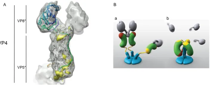 Figure  6:  Structure  of  VP4 spike.  A)  Fitted  VP8* and  VP5*-t  secondary  structures  are  shown  in  the  cryoEM  density  map  of  one  of  the  dimeric  subunits  of  the  VP4  spike