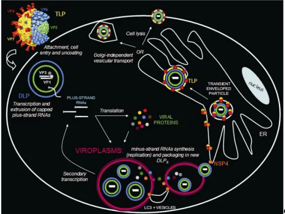 Figure 10: Schematic rappresentation of Rotavirus replicative cycle. 