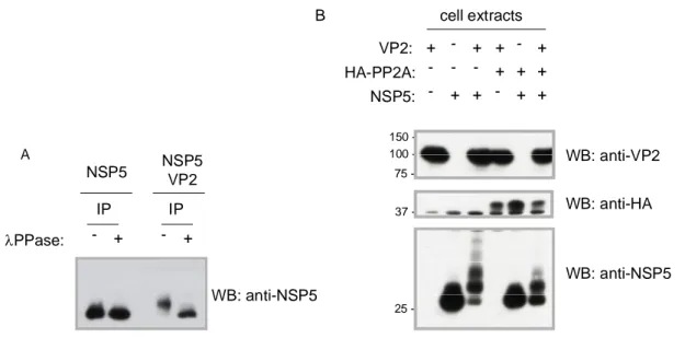 Figure 14: In vitro and in vivo phosphatase assays. A) Western blot analisys of NSP5 immunoprecipitated extracts, of  MA104 cells transfected with NSP5 and NSP5, VP2