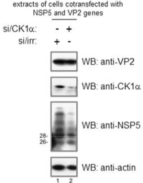 Figure  16  shows  a  schematic  representation  of  the  NSP5  serine  mutants  used  in  these  experiments