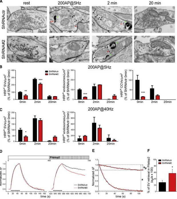 Figure 6. KIAA1107 Knockdown Impairs Clathrin-Mediated Endocytosis in Cortical Synapses