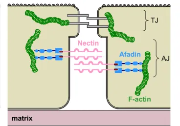 Figure 1.7. The Afadin-Nectin interaction in adherent cell junctions. In adherent  cell junctions (AJ), the PDZ binding motif of Nectin (red) interacts with the PDZ  domain of afadin (blue), coupling Nectin to F-actin (green)