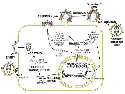 Figure IV.3: Summary of the HIV-1 replication cycle.