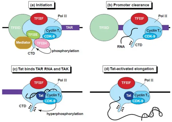 Figure IV.5: Tat activates HIV-1 transcription.