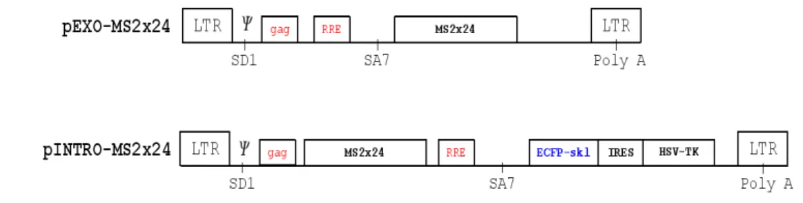 Figure V.1: p-Exo and P-Into HIV-1 reporters