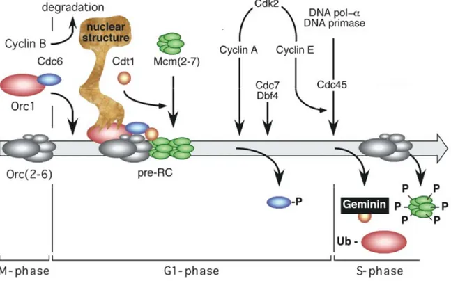 Figure 2. DNA replication in mammalian cells. ORC binds to DNA sequences recognised as 