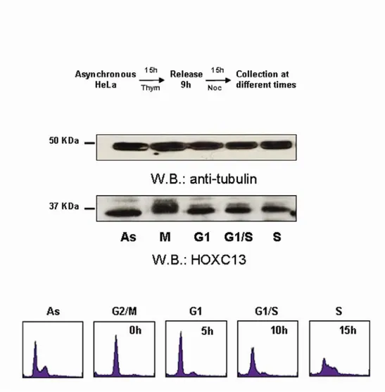 Figure 3.1. HOXC13 expression levels through the cell cycle in HeLa cells. The upper panel 