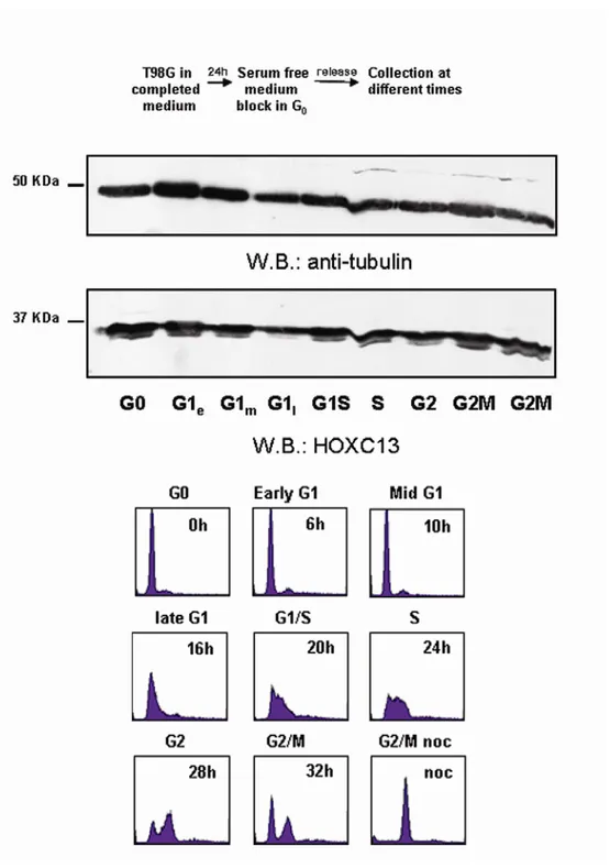 Figure 3.2. HOXC13 expression levels through the cell cycle in T98G cells. The upper panel 