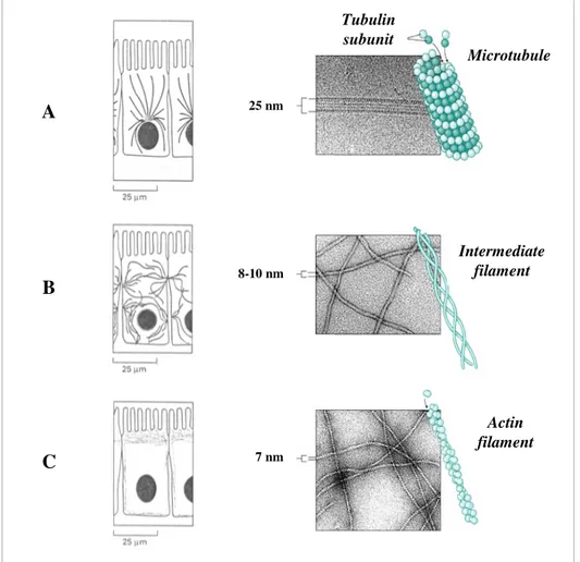 Figure  1.1:  Cytoskeletal  filaments.  The  three  major  types  of  filaments  that  form  the  cytoskeleton: 