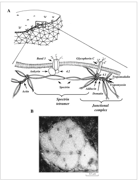 Figure  1.2:  Erythrocyte  cytoskeleton.  Panel  A  shows  a  schematic  model  of  protein  organisation  of 