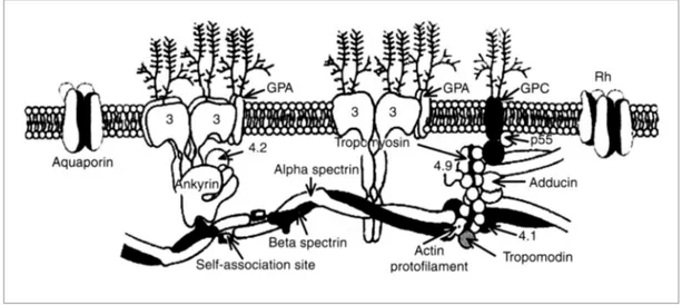 Figure  1.3:  Peripheral  and  integral  RBC  membrane  proteins.  The  figure  shows  a  schematic 