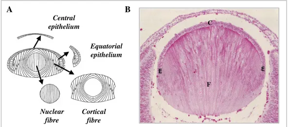 Figure  1.5:  Histology  of  ocular  lens.  Panel  A  shows  a  schematic  representation  of  the  four  distinct 