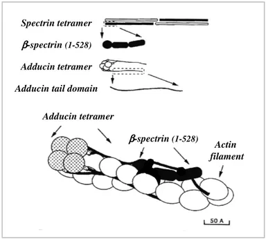 Figure 1.8: A schematic model of adducin association with actin filament and spectrin