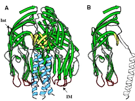 Fig.  9.  VP5CT  and  the  VP5*  antigen  domain.  (A)  Ribbon  diagram  of  the  VP5CT  trimer,  colored  to  match  Figure  1