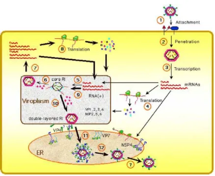 Fig.  18.  Replication  cycle  of  rotaviruses.  The  different  steps  in  the  replication  cycle  of  the  virus  are  indicated by numbers—1: attachment of the virion to the cell surface; 2: penetration and uncoating of the  virus  particle  to  yield 