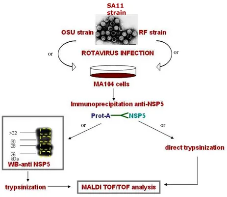 Fig.  23.  Scheme  of  sample  preparation  for  MALDI  TOF/TOF  analysis.  Cells  were  infected  with  OSU,  RF  or  SA11  rotavirus  strain