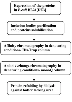 Fig. 24. General scheme for production, purification and refolding of His-tagged NSP5