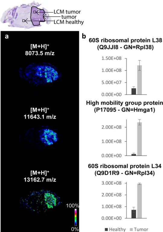 Figure 4.  Comparison of LC-MS/MS and MALDI MSI data: the agreement between the fold-changes 