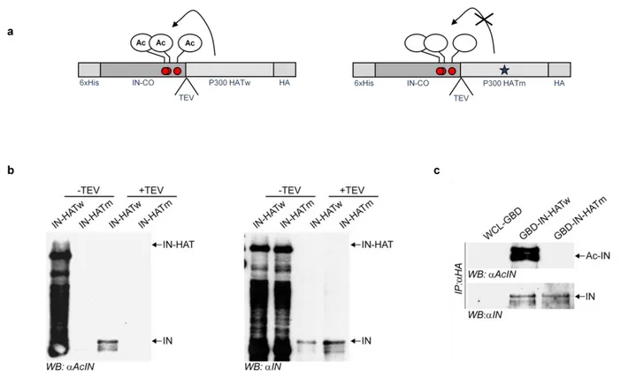 Figure 1: Constitutive acetylation of IN fused to the HAT domain of p300. (a) Schematic representation of  IN-HATw (left) and IN-HATm (right) chimeras