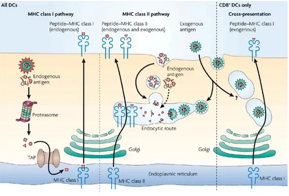Figure II. The antigen-presentation pathway in dendritic cells. MHC class I molecules present 