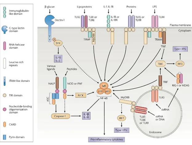 Figure III. Schematic representation of the main signaling pathways of the PRR families