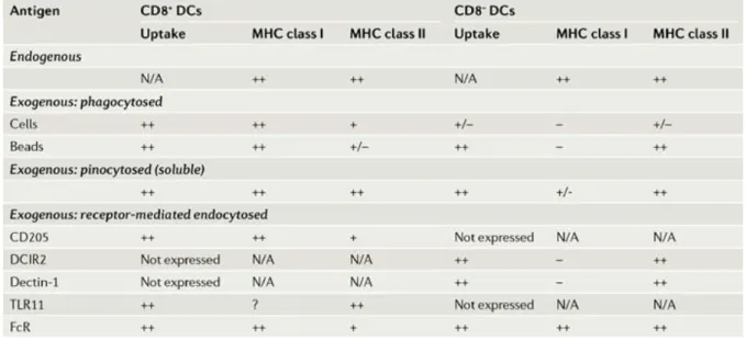 Table II. Uptake, MHC class I and MHC class II presentation of several model antigens by CD8 + and CD8 -  dendritic cells
