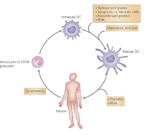 Figure V. DC-based vaccines  using ex vivo loaded DCs to  induce immunity. Most of the