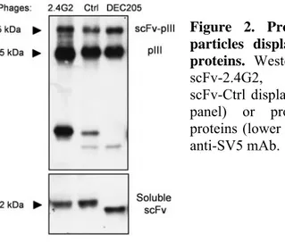 Figure 2. Production of phage  particles displaying specific scFv  proteins.  Western blot analysis of 