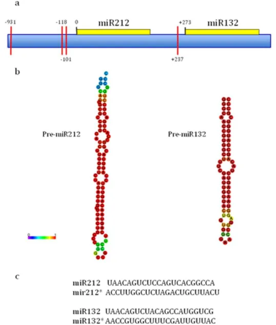 Figure 4. MiR212/132 gene cluster structure and precursor and mature miRNAs products. (a) 