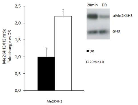 Figure 1. Visual stimulation increases Lys4 dimethylation of Histone H3 in critical period mice
