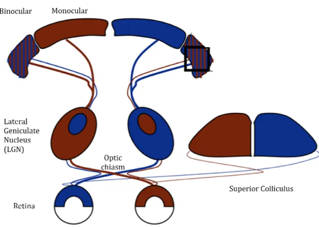 Figure 1. Schematic representation of the mammalian visual system. 