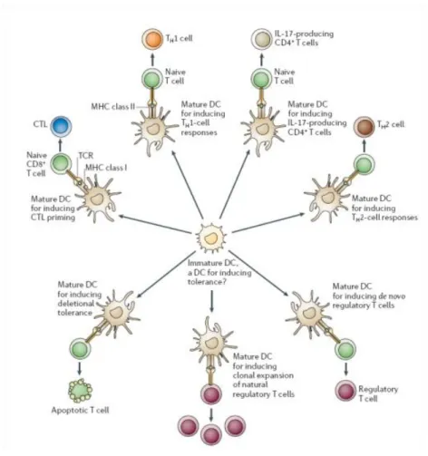 Figure  2.  Dendritic  cells  effector  functions.  DCs  maturation  program  is  a  process  where  DCs  acquire  phenotypical and functional characteristics necessary to present internalized antigens to naïve T cells