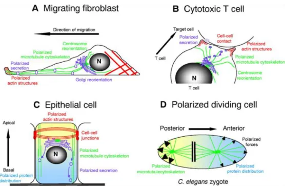Figure  3.  Role  of  cytoskeleton  in  various  cells.  a)  In  motile  cells,  actin  cytoskeleton  polarization  toward  the  leading  edge  enables  formation  of  membranous  protrusions  (lamelopodia  and  filopodia);  while  centrosome  positioning 