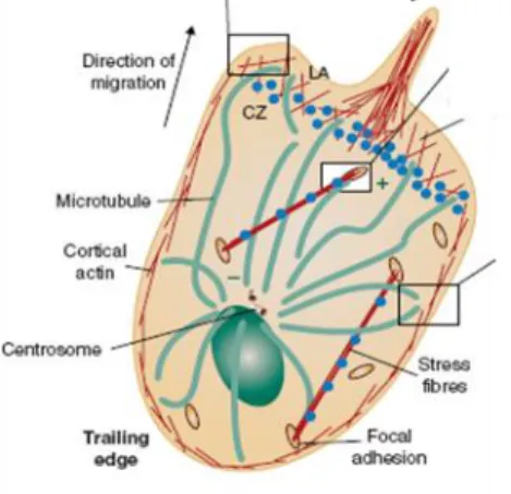 Figure 5. Organization of actin and microtubule cytoskeleton  during  T  cell  migration