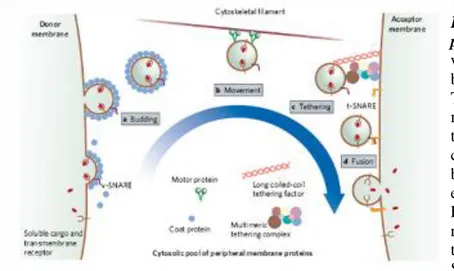 Figure  8.  Schematic  representation  of  polarized  secretion.  Vesicle  transport  within  the  cells  includes  following  steps:  budding,  transport,  tethering,  and  fusion