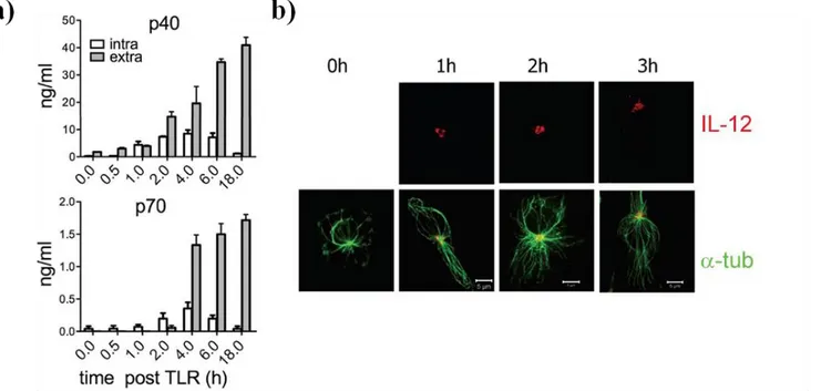 Figure  2.  IL-12  associates  with  MTOC  at  different  (all)  time  points  post  TLR-stimulation