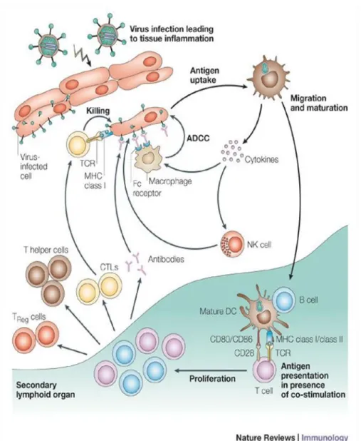 Figure  1.  Dendritic  cells  (DCs)  lifecycle.  DCs  are  generally  situated  within  the  peripheral  tissues  where  they  have  a  pivotal  role  in  recognizing  the  invading  antigens