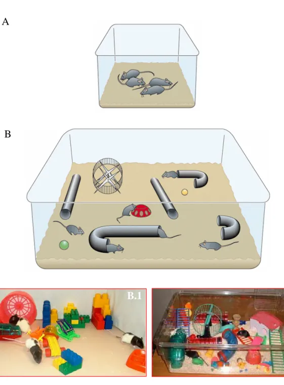 Figure 1: Different experimental rearing conditions in Rodents (rats and mice) 
