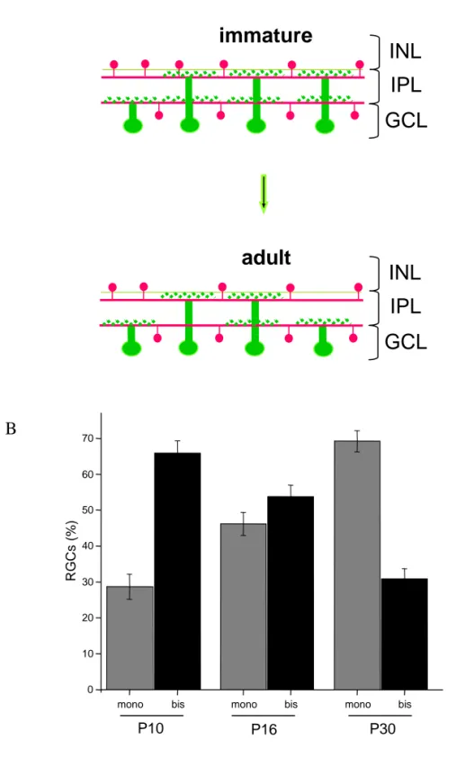 Figure 4: RGCs stratification during postnatal development in standard  Thy-1 mGFPmice.