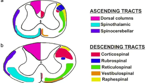 Figure 2. Approximate location of some ascending and descending tracts in rat and human spinal cord