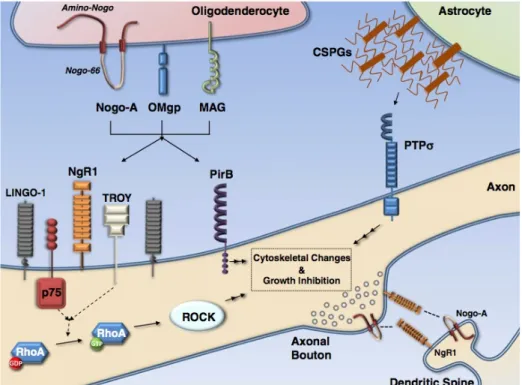 Figure 4. Growth inhibitors in the CNS. Abbreviations: CSPGs, chondroitin sulfate proteoglycans; ECM, extra-