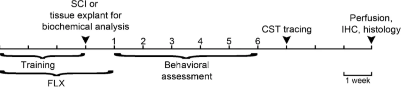 Figure 7. Time-line showing the experimental protocol. Abbreviations: SCI, spinal cord injury; FLX, fluoxetine; 