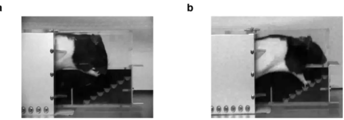 Figure 9: Fluoxetine induces recovery of grasping behavior after cervical spinal cord injury