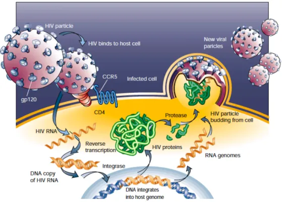 Figure 1-6. Schematic representation of HIV-1 replication cycle. (Weiss, 2001) 